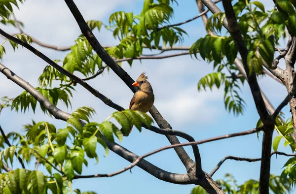 Close Van Een Vrouwelijke Kardinaal Vogel Een Tak Van Een — Stockfoto