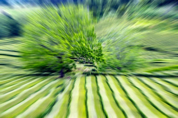 Zoom Blur Fundo Plantação Chá — Fotografia de Stock