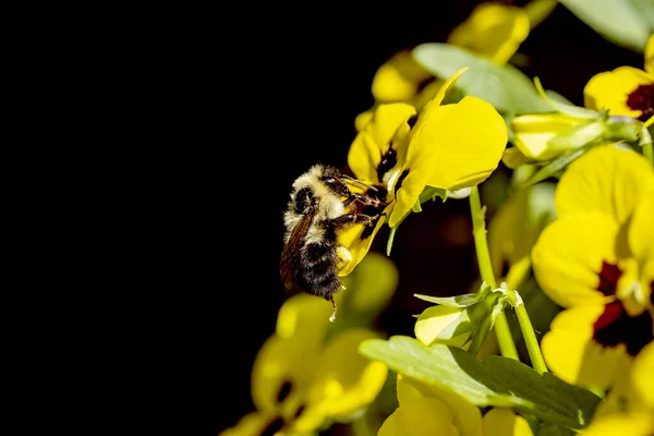 Una Abeja Miel Recoge Néctar Pansy Amarillo Viola — Foto de Stock