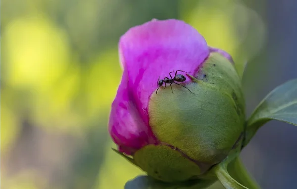 Svart Myra Äter Nektar Rosa Pion Bud — Stockfoto