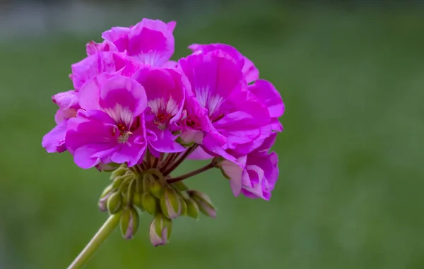 Primer Plano Racimo Geranio Rosa Oscuro Floreciendo Jardín —  Fotos de Stock