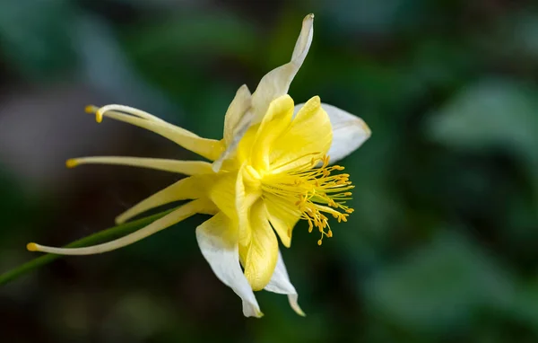 Aranypinty Columbine Virág Virágzik Kertben — Stock Fotó
