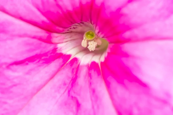 Extremo Primer Plano Una Flor Rosa Petunia Revelando Sus Partes — Foto de Stock