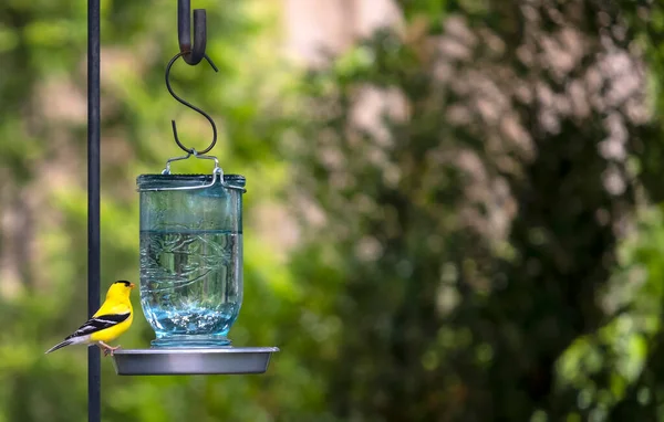 Male Goldfinch Drinking Water Mason Jar Hanging Shepherd Hook — Stock Photo, Image