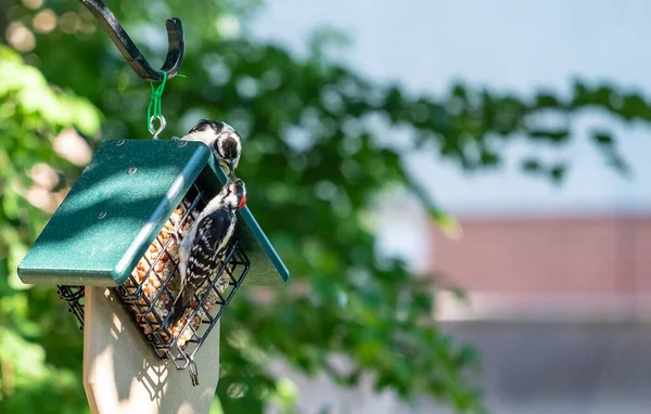 Male Downy Woodpecker Feeding His Juvenile Offspring Bird Feeder — Stock Photo, Image