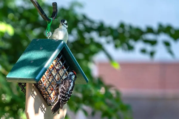 Male Downy Woodpecker Feeding His Juvenile Offspring Bird Feeder — Stock Photo, Image