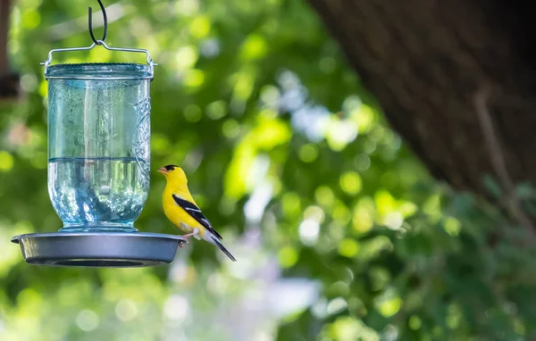 Male Goldfinch Drinking Water Mason Jar Hanging Shepherd Hook — Stock Photo, Image