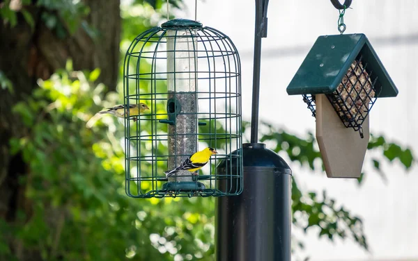 Pair Goldfinches Male Female Eating Black Oil Sunflower Seeds Bird — Stock Photo, Image
