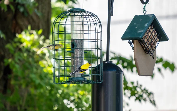 Par Goldfinches Masculino Feminino Comendo Sementes Girassol Óleo Preto Alimentador — Fotografia de Stock