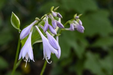 Hosta Santralinin Mor Çiçeklerinin Kapanışı