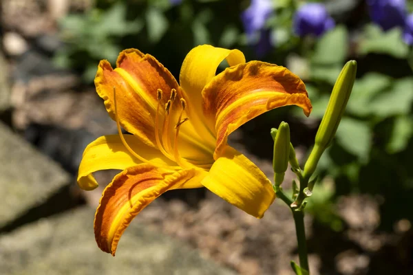 Közelkép Egy Nap Lily Virág Felfedi Szaporodási Rendszer Pollen Stamens — Stock Fotó