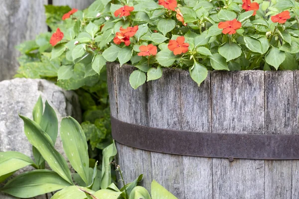 Old Wine Barrel Fylld Med Röda Impatiens Blommor Trädgård — Stockfoto