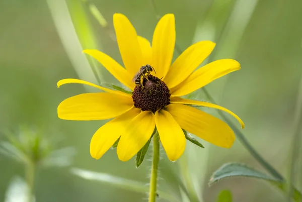 小さなミツバチが庭の黒い目のスーザンから花粉を集める — ストック写真
