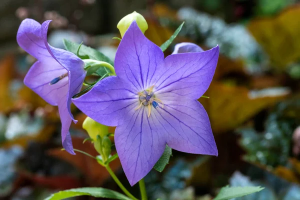 Purple Balloon Flowers Blooming in a Garden