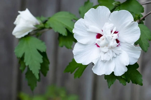 Primer Plano Una Rosa Sharon Blossom Jardín —  Fotos de Stock