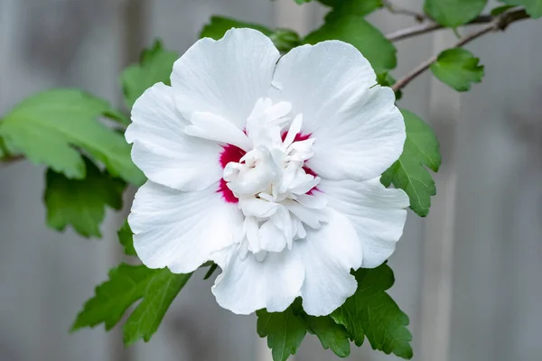 Gros Plan Une Rose Sharon Blossom Dans Jardin — Photo