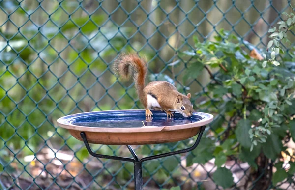 Esquilo Vermelho Americano Bebendo Banho Pássaro Quintal Subúrbio — Fotografia de Stock