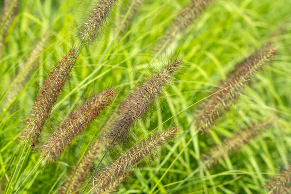 Ανθισμένα Διακοσμητικά Grass Ένα Υπαίθριο Κήπο — Φωτογραφία Αρχείου