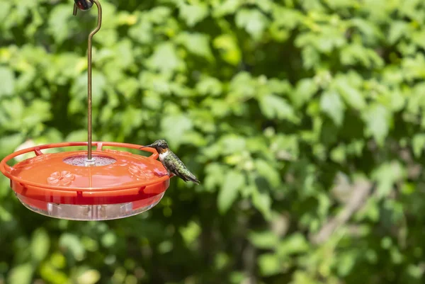 Close Male Ruby Throated Hummingbird Perched Red Bird Feeder Backyard — Stock Photo, Image