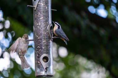 Red Breasted Nuthatch ve Black Oil Ayçiçeği 'nde bir serçe Arka bahçede besleniyor.