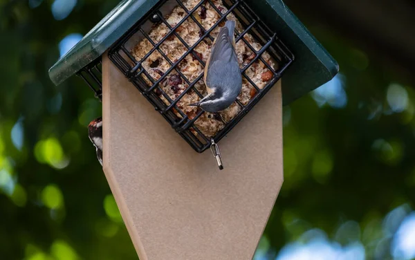 Červené Prsy Nuthatch Krmení Ořechovém Dortu Dvorku Krmítko Jedné Straně — Stock fotografie