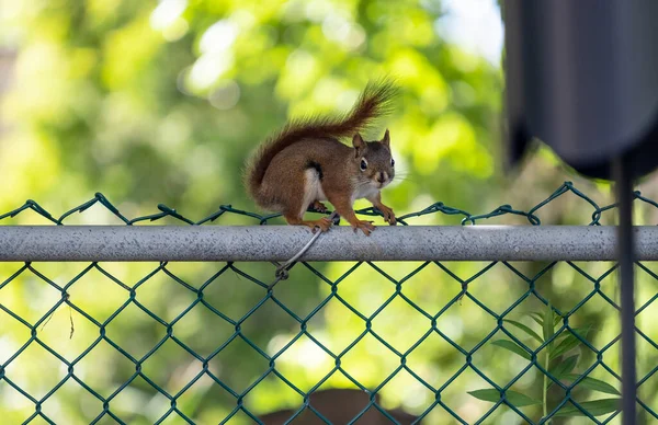 American Red Squirrel Sitting Fence Staring Squirrel Baffle — Stock Photo, Image