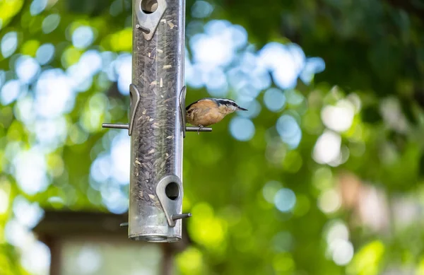 Red Breasted Nuthatch Perched Backyard Bird Feeder Filled Black Oil — Stock Photo, Image