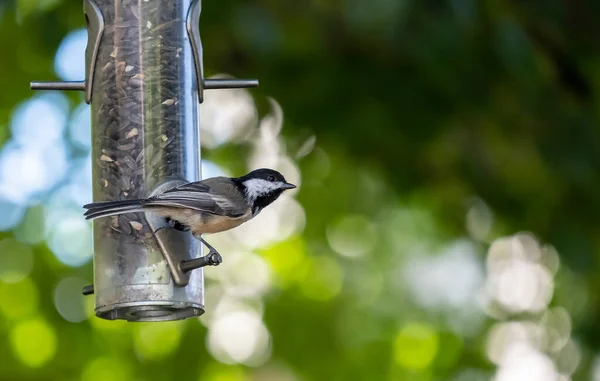 Eine Chickadee Die Auf Einem Hinterhof Vogelfutterhäuschen Hockt Das Mit — Stockfoto