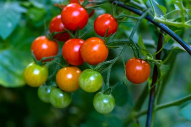 Sebze Bahçesinde Olgunlaşmanın Çeşitli Aşamalarında Kiraz Domatesleri