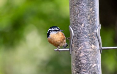 Kırmızı göğüslü Nuthatch, Siyah Yağ Ayçiçeği tohumlarıyla dolu bir arka bahçeye tünedi.