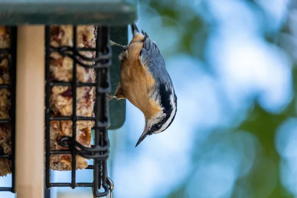 Rotbrustkleiber Ernährt Sich Von Einem Samenkuchen Aus Einem Zweiseitigen Hinterhof — Stockfoto