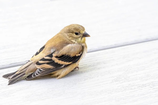 Mladistvý Goldfinch Zotavuje Šedé Pvc Palubě Nárazu Pádu Okna — Stock fotografie