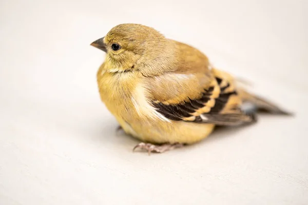 Juvenile Goldfinch Återhämtar Sig Efter Att Träffat Och Ramlat Från — Stockfoto