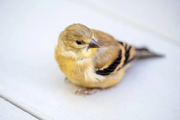Goldfinch Juvenil Recuperando Uma Plataforma Pvc Cinza Depois Bater Cair — Fotografia de Stock