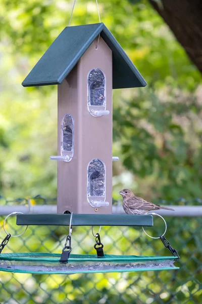Una Hembra Adulta Casa Pinzón Comiendo Semillas Girasol Alimentador Aves —  Fotos de Stock