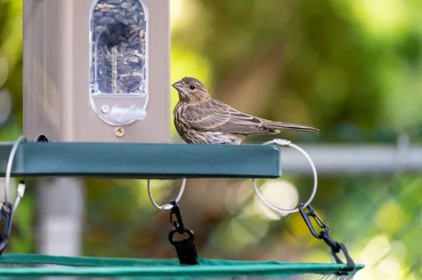Fechar Adulto Fêmea Casa Finch Comer Sementes Girassol Quintal Pássaro — Fotografia de Stock