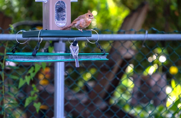 Cardinal Nordique Juvénile Mâle Une Mésange Capuchon Noir Nourrissant Graines — Photo