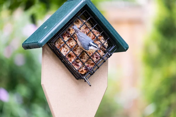 Red Breasted Nuthatch Feeding Seed Cake Backyard Feeder — Stock Photo, Image