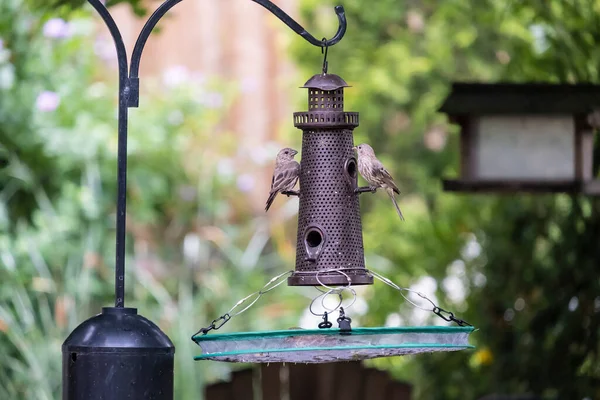 Drei Erwachsene Hausfinken Essen Sonnenblumenkerne Einem Leuchtturm Vogelfutterhäuschen — Stockfoto