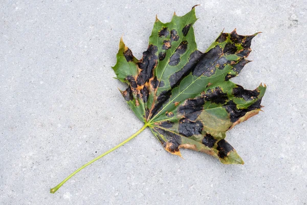 Nahaufnahme Eines Gefallenen Ahornblattes Das Mit Schwarzen Teerflecken Bedeckt Ist — Stockfoto