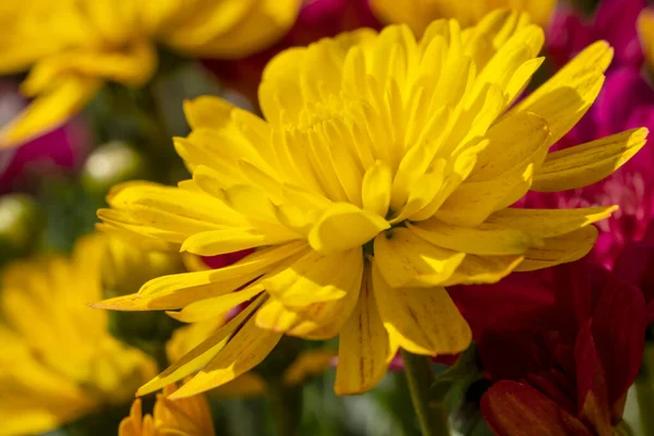 Yellow Chrysanthemums Shallow Depth Field Creating Dreamy Soft Color Background — Stock Photo, Image