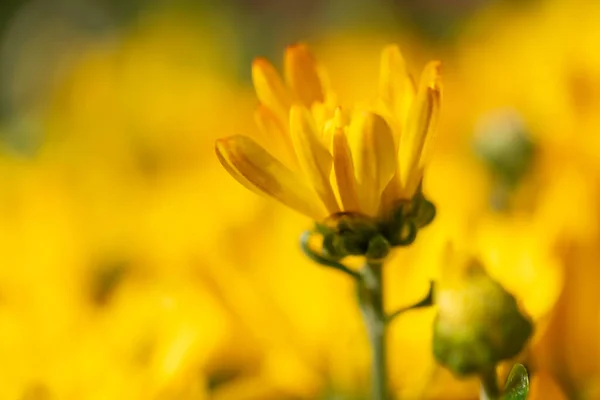 Yellow Chrysanthemums Shallow Depth Field Creating Dreamy Soft Color Background — Stock Photo, Image