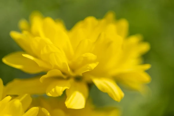 Crisantemos Amarillos Con Poca Profundidad Campo Creando Fondo Color Suave —  Fotos de Stock