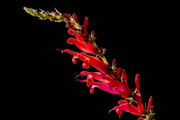 Scarlet-red Pineapple Sage Flowers Backlit and Isolated on Black