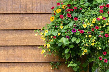 A Big Basket of Small Colorful Patunias Hanging Against the Exterior Wall of a Wooden Cottage