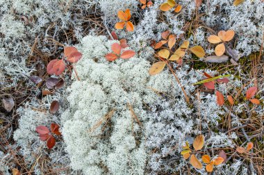 Renkli Düşmüş Yapraklarla kaplı Ren Geyiği Lichen 'in yakın çekimi