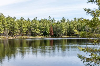 Bir Kahverengi Ağaç Kunduzun Çiğnenmesinden Öldü Sağlıklı Evergreen 'in Ortasında Moira Gölü kıyısında, Fransız Nehri, Ontario