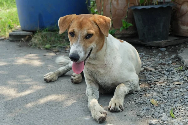 Chien Blanc Regarde Dans Rue Langue — Photo