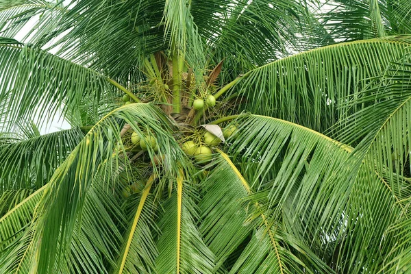 Cocos Palm Tree Bladeren — Stockfoto