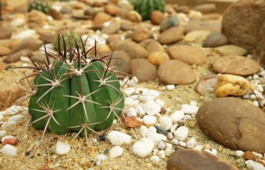 Kaktüs ve taşlar çölde. küçük bahçe